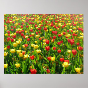 Zee van Tulpen II Poster
