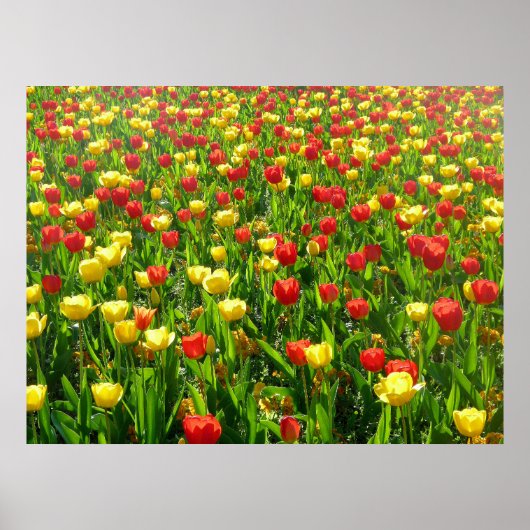 Zee van Tulpen II Poster (Voorkant)