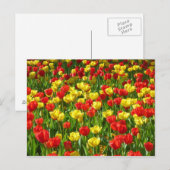 Zee van Tulpen III Briefkaart (Voorkant / Achterkant)