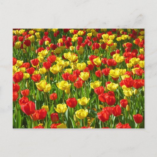Zee van Tulpen III Briefkaart (Voorkant)