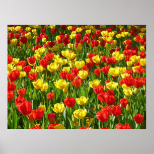 Zee van Tulpen III Poster