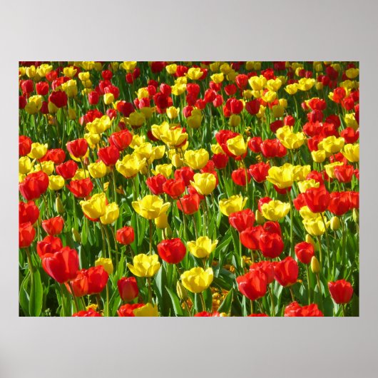 Zee van Tulpen III Poster (Voorkant)