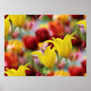 Zee van Tulpen Poster