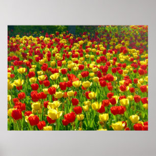 Zee van Tulpen Poster