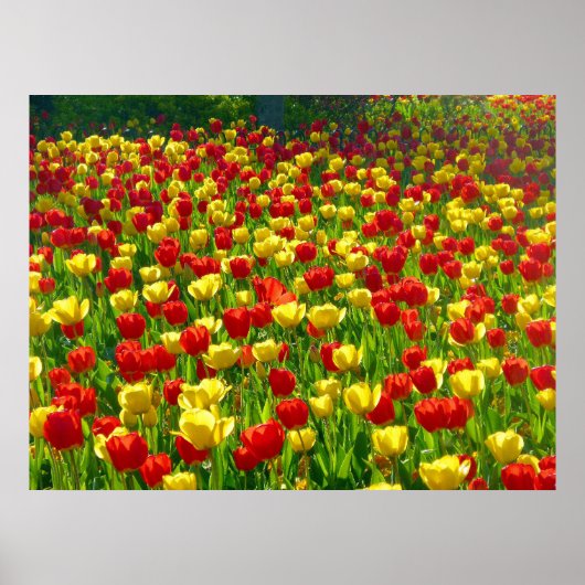 Zee van Tulpen Poster (Voorkant)