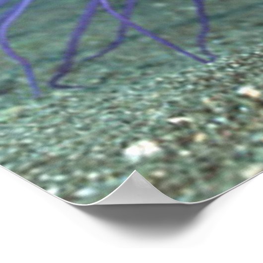 Zee van zee Levensduur Anemone Poster / Afdruk (Hoek)