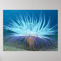 Zee van zee Levensduur Anemone Poster / Afdruk