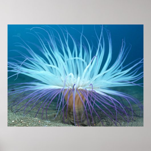 Zee van zee Levensduur Anemone Poster / Afdruk (Voorkant)