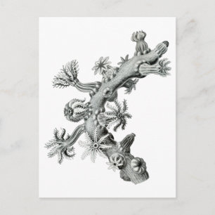 Zee ventilator briefkaart