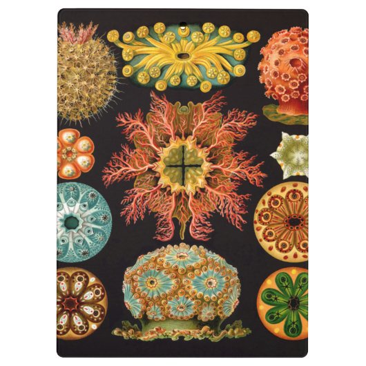 Zee vierkant klembord (Achterkant)