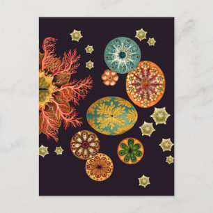 Zee vierkant reix Briefkaart