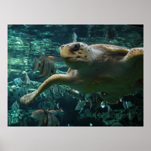 Zee voor Logger Head Poster (Voorkant)