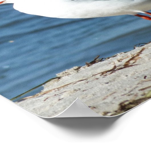 zee, water, zeemeeuw, vogel, reizen, blauw, lucht, poster (Hoek)