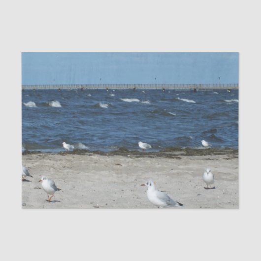 zee, water, zeemeeuw, vogel, reizen, blauw, lucht, tissuepapier (Voorkant)