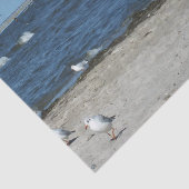 zee, water, zeemeeuw, vogel, reizen, blauw, lucht, tissuepapier (Detail)