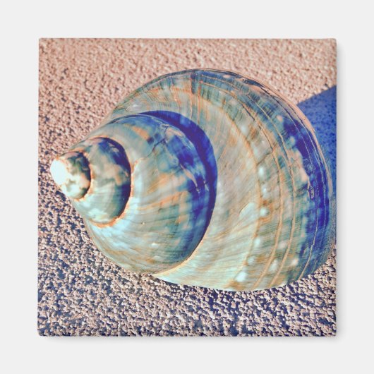 Zee Welk Seashell Magneet (Voorkant)