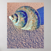 Zee Welk Seashell Poster (Voorkant)