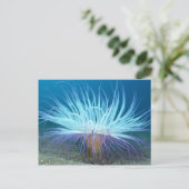 Zee Zee Anemone Briefkaart (Staand voorkant)