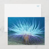 Zee Zee Anemone Briefkaart (Voorkant / Achterkant)