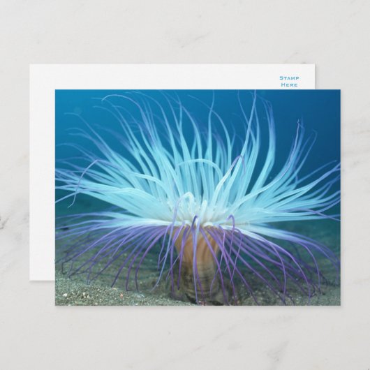 Zee Zee Anemone Briefkaart (Voorkant / Achterkant)