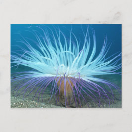 Zee Zee Anemone Briefkaart