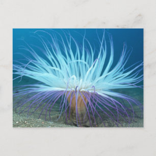 Zee Zee Anemone Briefkaart