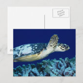 Zee - Zee schildpad Briefkaart (Voorkant / Achterkant)