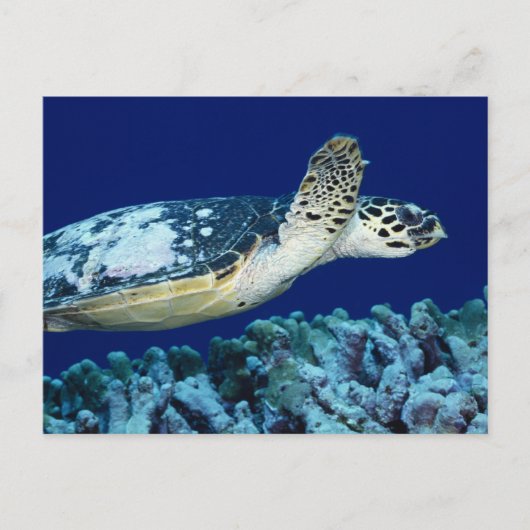 Zee - Zee schildpad Briefkaart (Voorkant)
