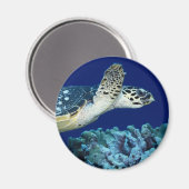 Zee - Zee schildpad Magneet (Voorkant / Achterkant)
