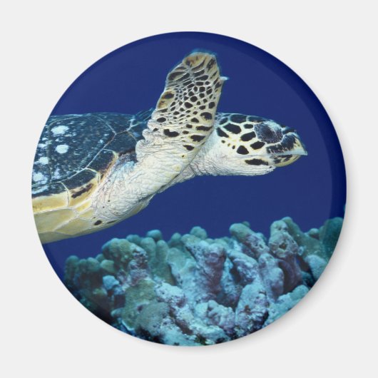 Zee - Zee schildpad Magneet (Voorkant)