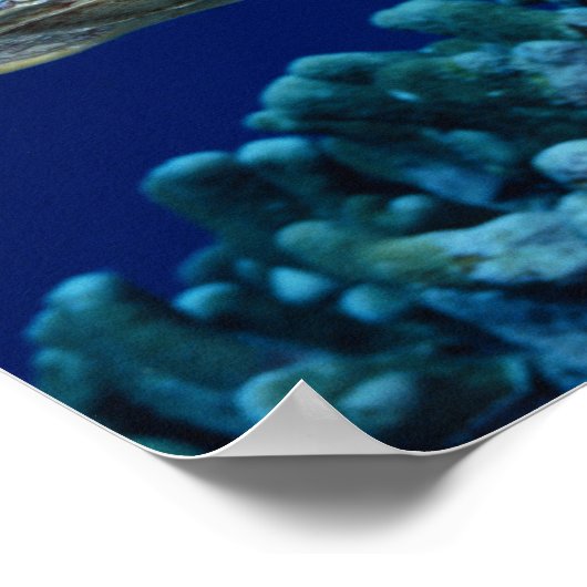 Zee - Zee schildpad Poster (Hoek)