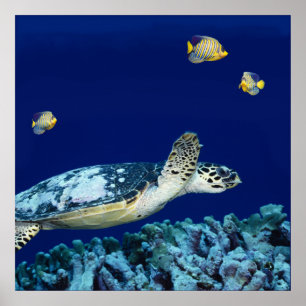 Zee - Zee schildpad Poster