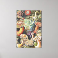 Zeeanemonen, Actiniae Seeanemonen Ernst Haeckel