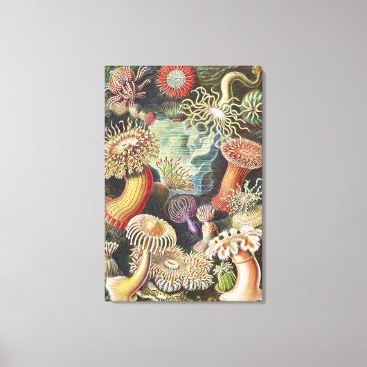 Zeeanemonen, Actiniae Seeanemonen Ernst Haeckel Canvas Afdruk (Voorkant)