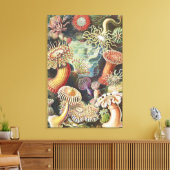 Zeeanemonen, Actiniae Seeanemonen Ernst Haeckel Canvas Afdruk (Insitu (Woonkamer))