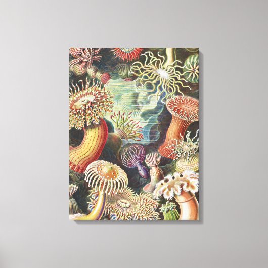 Zeeanemonen, Actiniae Seeanemonen Ernst Haeckel Canvas Afdruk (Voorkant)