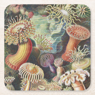 Zeeanemonen, Actiniae Zeeanemonen Ernst Haeckel Kartonnen Onderzetters