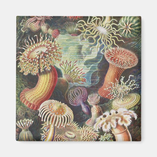 Zeeanemonen, Actiniae Zeeanemonen Ernst Haeckel Magneet (Voorkant)