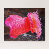 Zeeanemonen Legpuzzel (Horizontaal)