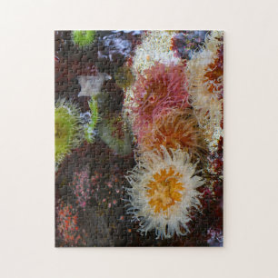 Zeeanemonen. Legpuzzel