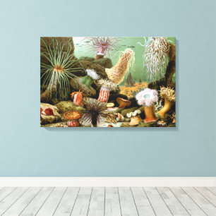 Zeeanemonen Marien Leven, Vintage Oceandieren Canvas Afdruk