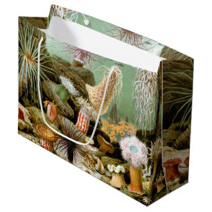 Zeeanemonen Marien Leven, Vintage Oceandieren Groot Cadeauzakje