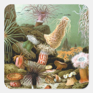 Zeeanemonen Marien Leven, Vintage Oceandieren Vierkante Sticker