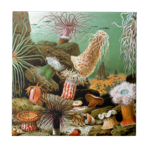 Zeeanemonen onderwater scène tegeltje