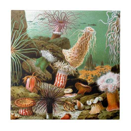 Zeeanemonen onderwater scène tegeltje (Voorkant)