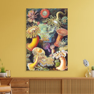 Zeeanemonen, Vintage Actiniae door Ernst Haeckel Canvas Afdruk