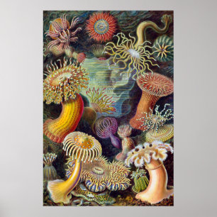 Zeeanemoon Wetenschappelijke Natuur Oceaan Poster