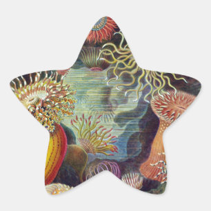 Zeeanemoon Wetenschappelijke Natuur Oceaan Ster Sticker