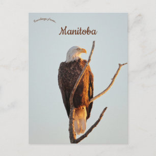 Zeearend die zonsopgang in Manitoba bekijkt Briefkaart