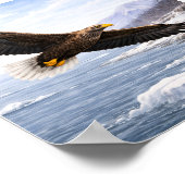 Zeearend (Haliaeetus albicilla) – Poster (Hoek)